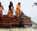 1 июня в Усть-Камчатском округе стартует путина