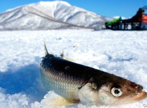 УЛОВ КОРЮШКИ НА КАМЧАТСКОМ ОЗЕРЕ КАЛЫГИРЬ РАЗОЧАРОВАЛ УЧЁНЫХ